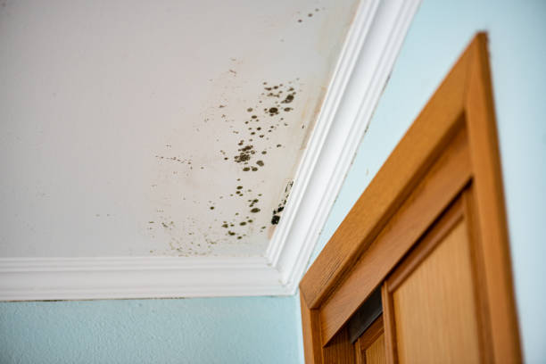 Mold Remediation for Vacation Homes in Haslet, TX